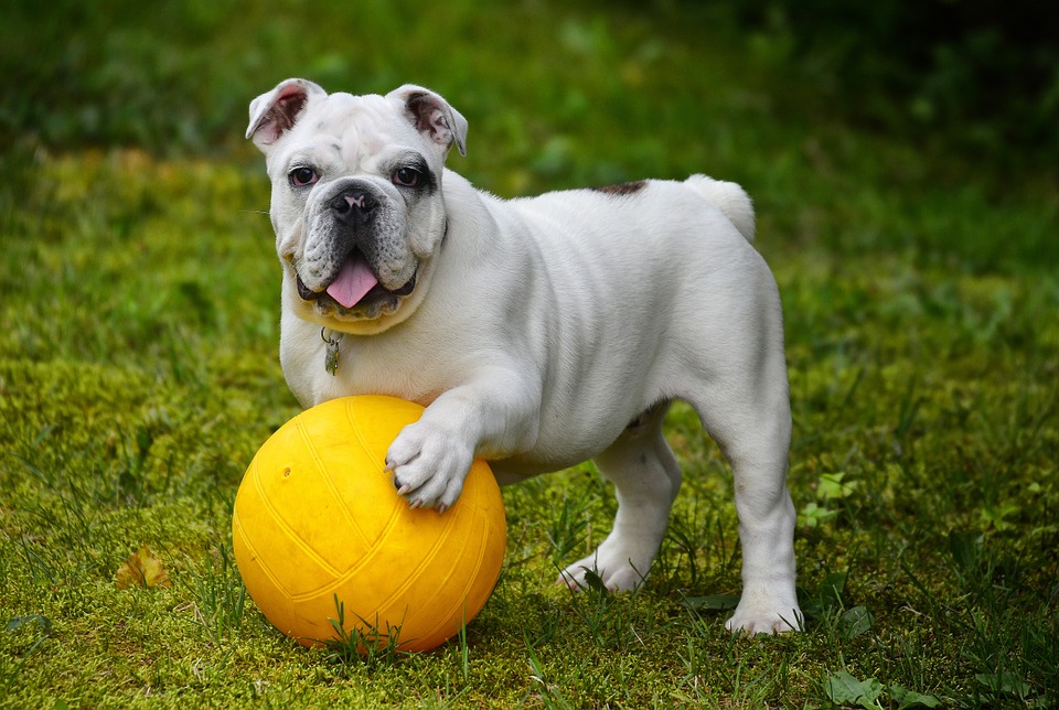 Hund med bold