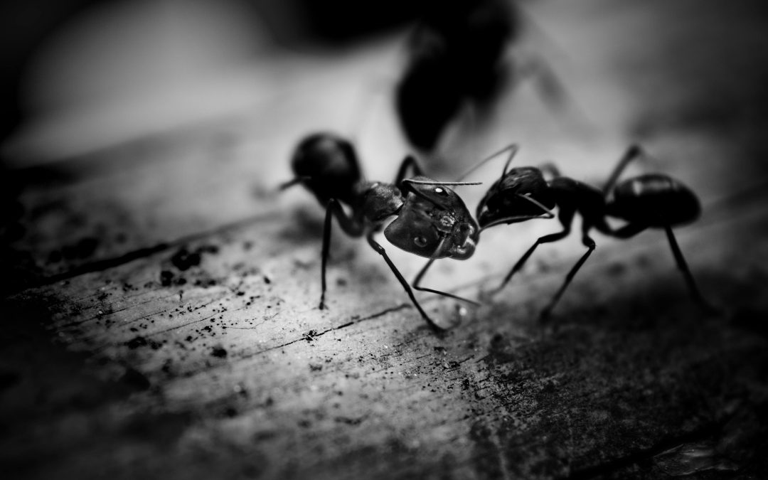 Er huset invaderet af myrer? Sådan gør du